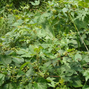 ノブドウの緑色の果実