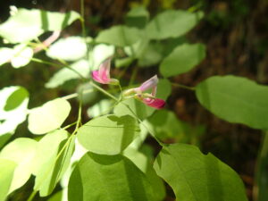 ヤマハギの桃色の花