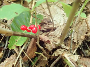 ナニワズの赤い果実