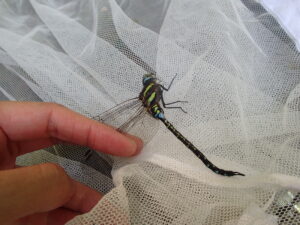 青いトンボ、ルリボシヤンマ