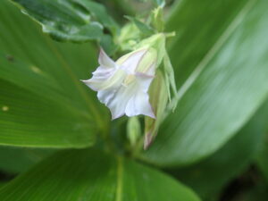 ツルリンドウの薄い紫色の花