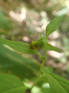 ノッポロガンクビソウの花