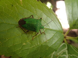 ツノアオカメムシ