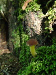 コケの上にキノコ
