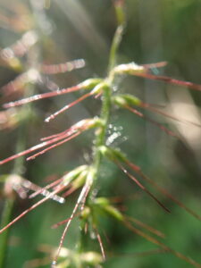 ケチヂミザサの花
