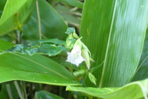 ツルリンドウの薄い紫色の花