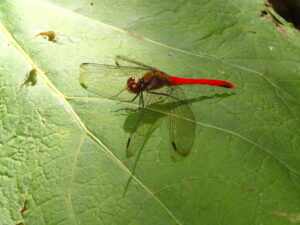 赤いトンボ、リスアカネ