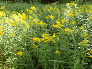 黄色いオオアワダチソウの花