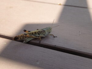 翅にまだら模様のバッタ