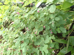 桃色のヤマハギの花