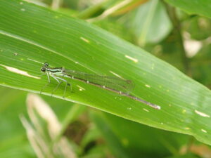 淡いグリーンのモノサシトンボ