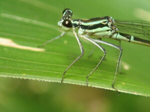 淡いグリーンのモノサシトンボ