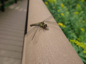 顔に黒い斑点が二つあるトンボ