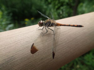 翅の先がこげ茶色のトンボ