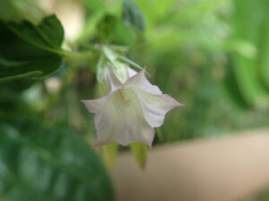 ツルリンドウの薄紫色の花