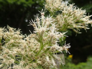 ヨツバヒヨドリの白い花