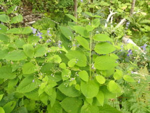 カリガネソウの紫色の花