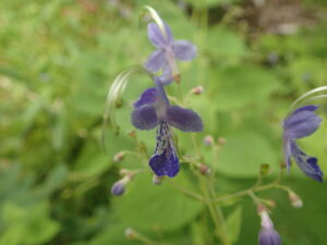 カリガネソウの紫色の花
