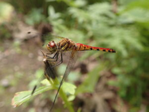 腹が赤いトンボ