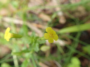 ミゾホオズキの黄色い花