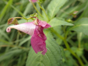 ツリフネソウの桃色の花