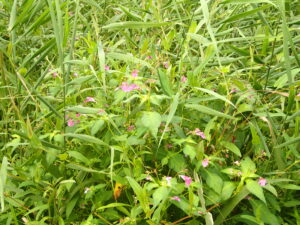 ツリフネソウの桃色の花