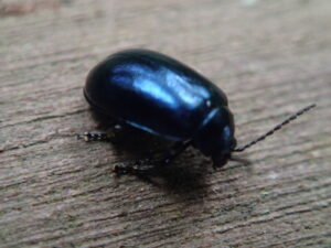 メタリックな藍色の甲虫