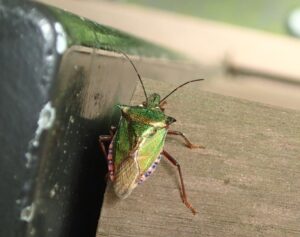 アオクチブトカメムシ