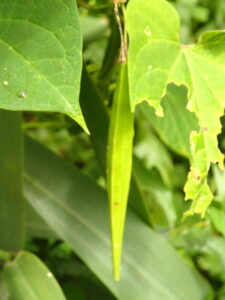 緑色の細長い果実