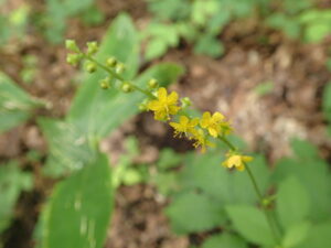 キンミズヒキの黄色い花