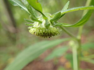 コヤブタバコの下向きの花
