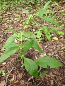 コヤブタバコの全体の姿