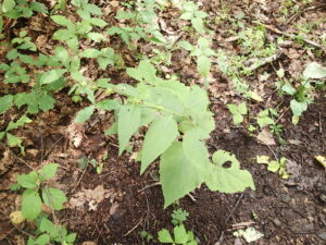 ノッポロガンクビソウの草の姿