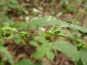 ノッポロガンクビソウの小さい黄色い花