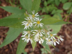 ゴマナの白い花