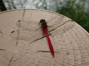 赤いトンボ