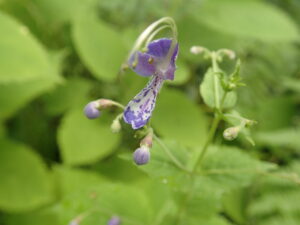 カリガネソウの紫色の花
