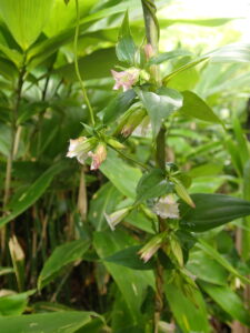 ツルリンドウの薄紫色の花