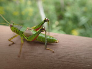 グリーンの身体に脚の付け根が赤いミカドフキバッタ