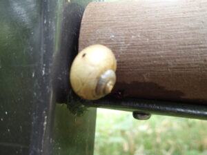 丸いフォルムのカタツムリ