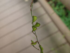 ヤブハギのサングラスの形の果実