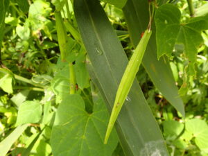 イケマの細長い果実