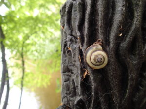 渦巻き模様のカタツムリ