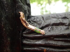 グリーンと、褐色のきれいな模様の幼虫