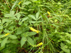 キンミズヒキの黄色い花