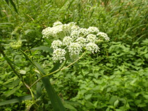 オオバセンキュウの白い花