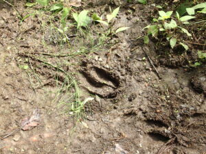 ひづめの跡がくっきりしたシカの足跡