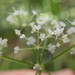 カノツメソウの白い花