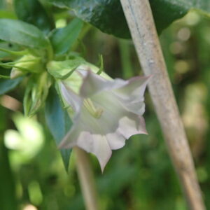 ツルリンドウの薄い紫色の花