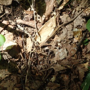 ちいさなトカゲ、ニホンカナヘビ